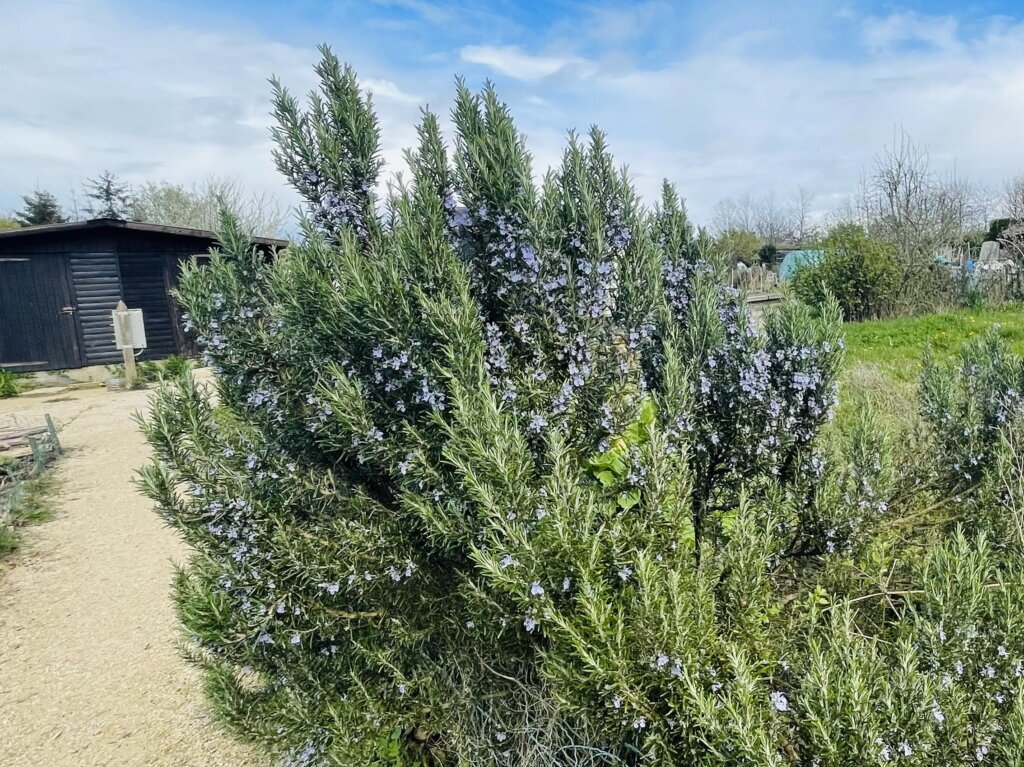 Romarin en fleur Romarin en fleur